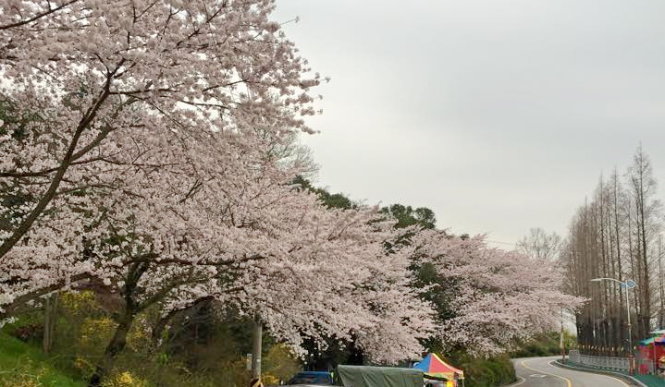 Mùa xuân hoa đào Hàn Quốc - Ảnh: Kim TeaYoung