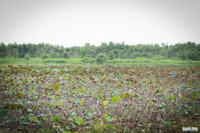 Những đồng sen bạt ngàn cũng cạn khô - Ảnh: LINH EM