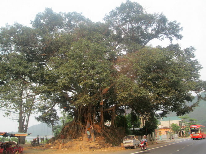 Cây đa Đá Bạc là cây di sản thứ ba tại Thừa Thiên Huế - Ảnh: Văn Dinh