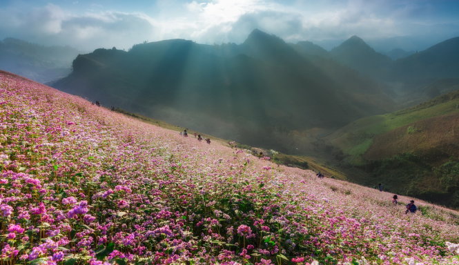 Cứ vào cuối tháng 10 hằng năm, núi rừng Tây Bắc khoát lên mình màu tím sen của hoa tam giác mạch, thu hút nhiều du khách gần xa cho dù đường đèo hiểm trở... ảnh chụp ở Simacai Lào Cai của Đỗ Hữu Tiến
