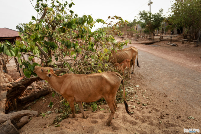 Thiếu cỏ tươi, đàn bò ăn lá của một thân cây đổ ven đường ở thôn Lầu Nàng, xã Ia Lốp, huyện Ea Súp - Ảnh: Tiến Thành