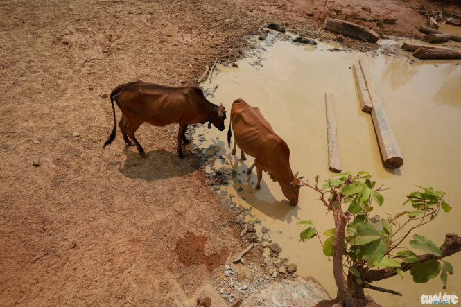 Hai con bò gầy trơ xương uống nước trong một vũng bùn ở xã Ia Jlơi, huyện Ea Súp
