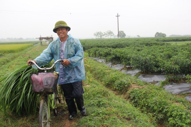 Chống mặn thành công, cánh đồng Bình Dương hoang hóa giờ là đồng vàng tươi tốt - Ảnh: Trần Mai