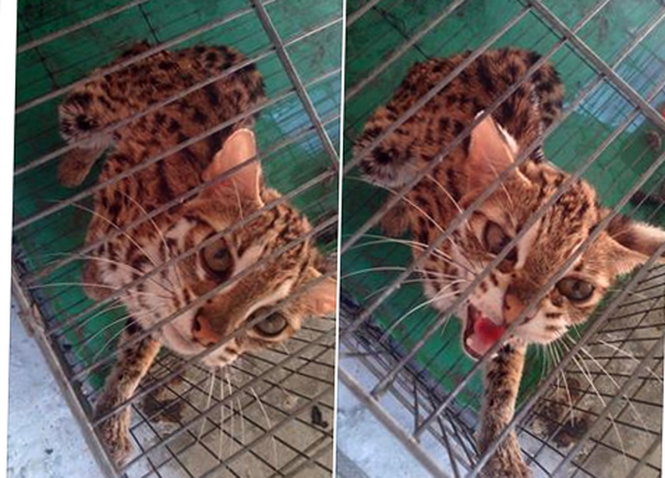 Cá thể mèo rừng - động vật đặc biệt quý hiếm được rao bán trên tài khoản Facebook Thuỳ Trang - Ảnh: B.D