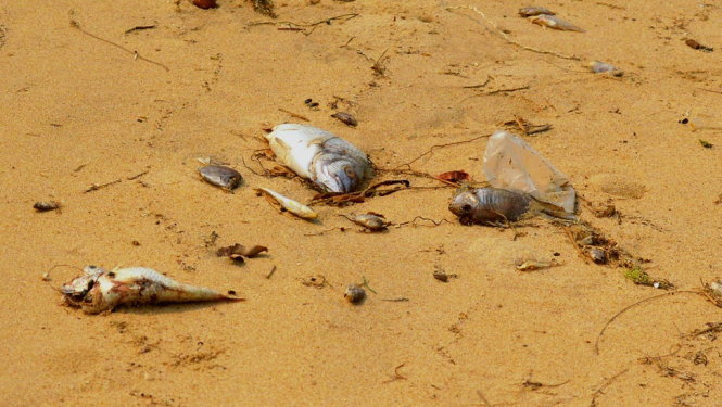 Liên tục trong tuần qua, dọc bờ biển Quảng Bình xuất hiện rất nhiều cá chết dạt vào bờ - Ảnh: V.D