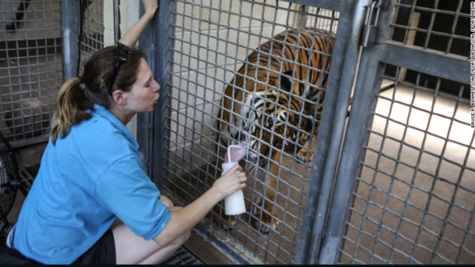Cô Stacey Konwiser đang chăm sóc cọp tại sở thú Palm Beach, Florida - Ảnh: CNN