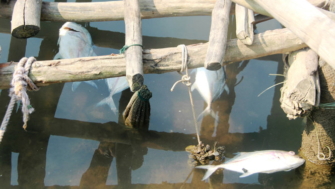Cá chết trong một lồng nuôi trong ngày 16-4 - Ảnh: Tuấn Anh
