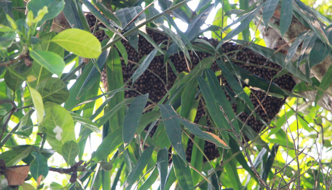 Sau khi đốt học sinh và cô giáo, đàn ong rừng vẫn đang “trú chân” tại một cành cây gần điểm trường - Ảnh: Doãn Hòa