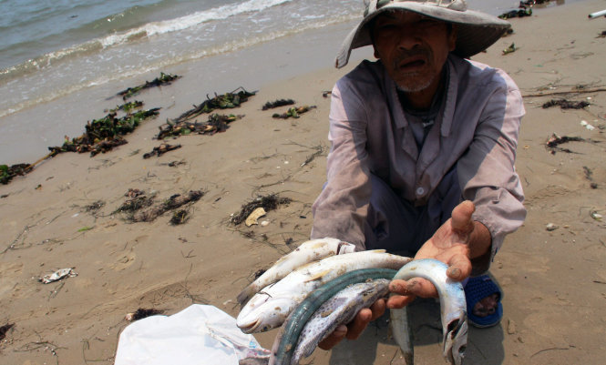 Ông Nguyễn Hữu Thành (60 tuổi, trú xã Lộc Thủy, huyện Phú Lộc) cùng số cá biển chết dạt vào bờ được ông lượm được - Ảnh: Nhật Linh