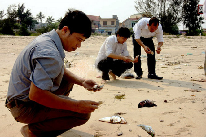 Lấy mẫu cá chết trôi dạt vào bờ biển Quảng Bình - Ảnh: Ngọc Hải