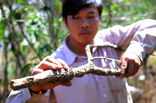 Một thân cây cà phê bị sâu đục thân mình trắng tấn công. Thân cây bị sần sùi và có những vết đục kéo dài - Ảnh: Lâm Thiên.