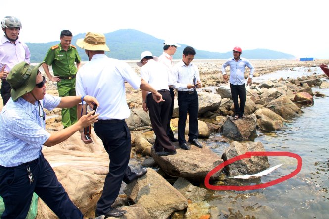 Một cá chết trôi dạt vào vùng biển thuộc cảng Chân Mây (Phú Lộc) được đoàn kiểm tra phát hiện - Ảnh: Nhật Linh