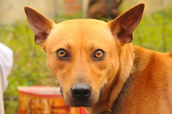 Chó Phú Quốc là giống chó đặc biệt, tinh thần mạnh mẽ và trung thành. Xem hình ảnh chúng, bạn sẽ được nhìn thấy vẻ đẹp tuyệt vời và sự thông minh của giống chó này.