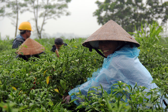 Người dân đang tranh thủ hái ớt để bán với giá cao - Ảnh: Trần Mai