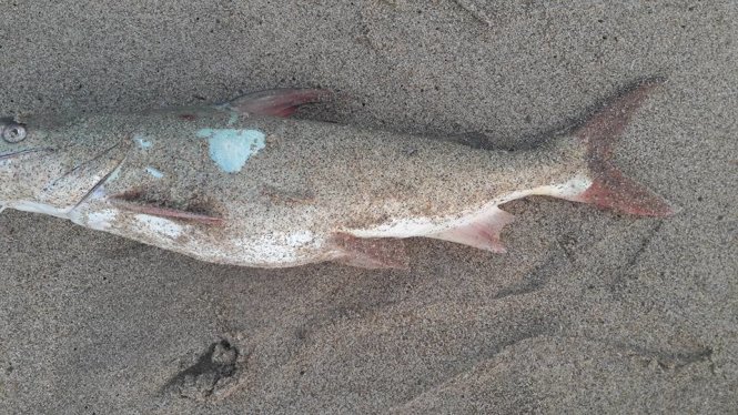 Xuất hiện cá mới chết dạt vào bờ biển Quảng Bình ngày 26-4.