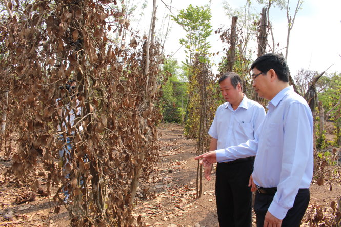 Bộ trưởng Bộ NN&PTNT Cao Đức Phát thăm vườn tiêu bị héo khô tại Bù Đốp, Bình Phước ngày 23-4 - Ảnh: T.Mạnh
