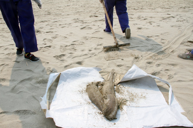 Cá chình biển chết dạt vào bờ biển Đà Nẵng sáng 27-4 - Ảnh: Đoàn Cường