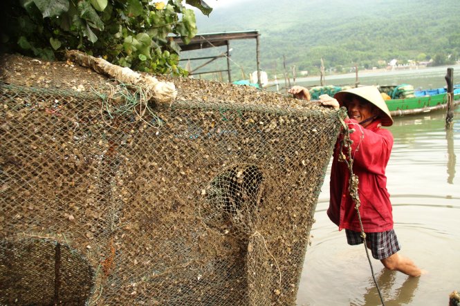 Ông Nguyễn Hữu Lai (An Cư Đông, thị trấn Lăng Cô, Thừa Thiên - Huế) kéo những lồng nuôi cá bị chết của mình lên bờ - Ảnh: Nhật Linh