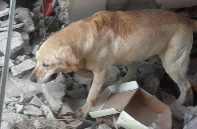 Chú chó Dayko bị kiệt sức sau hơn 3 giờ tìm kiếm nạn nhân động đất - Ảnh: Independent
