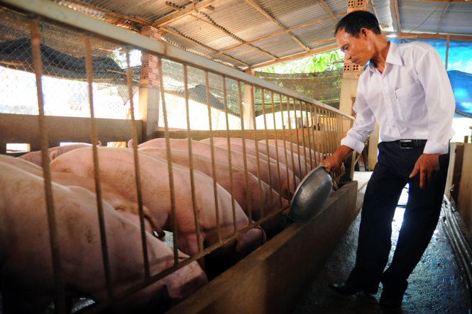 Ông Vy Hướng Mạnh tại trại chăn nuôi heo VietGAP ở huyện Thống Nhất, Đồng Nai - Ảnh: A Lộc