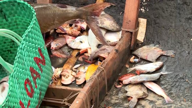 Hàng tấn cá biển chết dạt vào bờ biển Quảng Trị trong khoảng thời gian từ 17 đến 24-4 - Ảnh: Q.Nam
