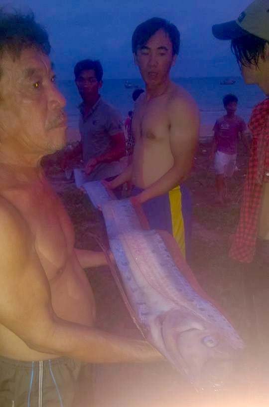 Cá hố “khủng” chết trôi vào bờ biển Bình Thuận - Ảnh: Th.Trí