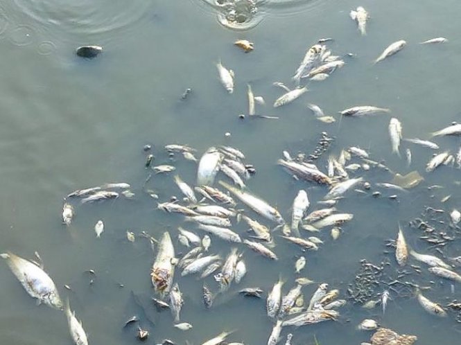Cá chết nổi lên mặt sông ở tỉnh Kampong Thom (Campuchia) tuần trước do nắng nóng kỷ lục - Ảnh: Phnompenh Post