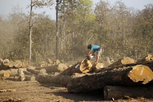 Một người đàn ông đang xẻ gỗ ở thị trấn Pinlebu, đông bắc Myanmar - Ảnh: Reuters