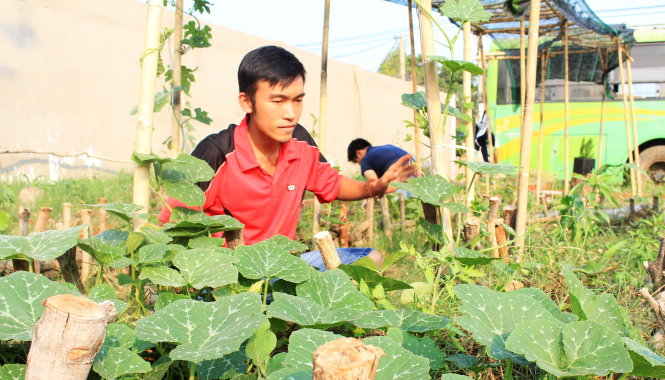 Võ Tòng Khuê chăm sóc vườn cho khách hàng ở Bình Quới (Q.Bình Thạnh, TP.HCM) - Ảnh: Diệu Nguyễn