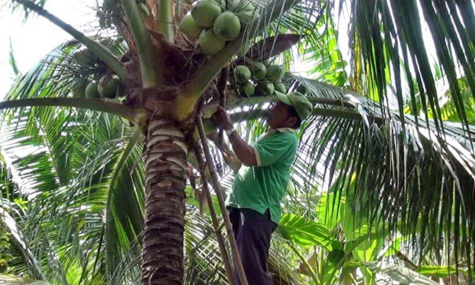 Một nông dân tại huyện Châu Thành, tỉnh Bến Tre chăm sóc vườn dừa của mình - Ảnh: Mậu Trường