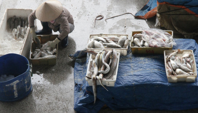 Cảnh thu dọn hải sản tại chợ cá cảng Thọ Quảng - Ảnh: Đoàn Cường