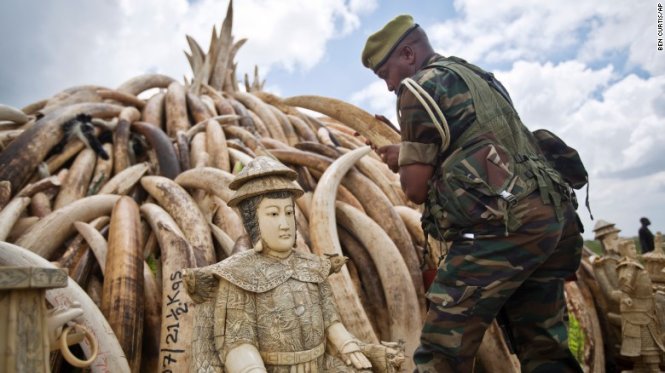 Ngà voi được chất đống để thiêu hủy tại Kenya - Ảnh: CNN