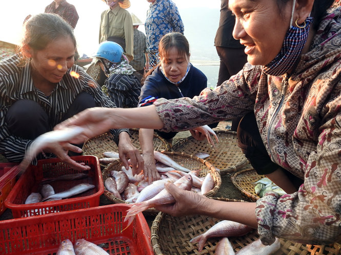 Sau khi chung nhau mua cá, các chị em ngồi phân loại cá để đưa đến cá chợ bán