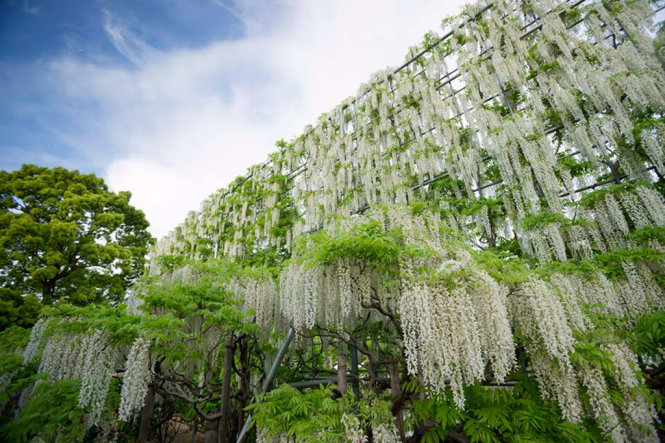 Bức rèm hoa Fuji trắng (Ashikaga, Tochigi) cao sừng sững... - Ảnh: An Văn