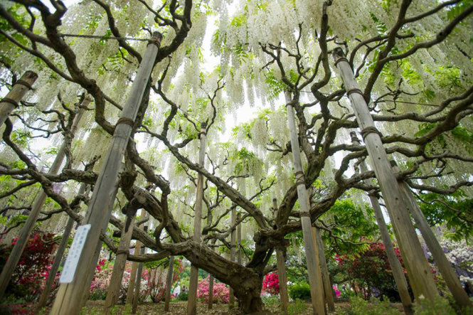 Gốc hoa Fuji trắng  cổ thụ ở Ashikaga TochigiAshikaga Flower Park) - Ảnh: An Văn