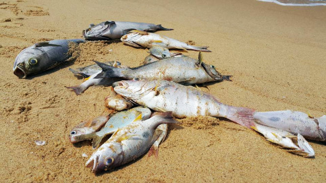 Cá mới chết dạt vào bờ biển xã Nhân Trạch, huyện Bố Trạch (Quảng Bình) sáng 4-5 - Ảnh: M.P
