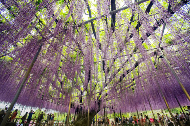 Gốc hoa Fuji 150 năm tuổi ở  Ashikaga Tochigi (Ashikaga Flower Park). - Ảnh: An Văn