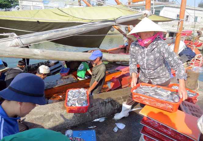 Cá của ngư dân Quảng Bình được thu mua tại cảng cá sông Gianh