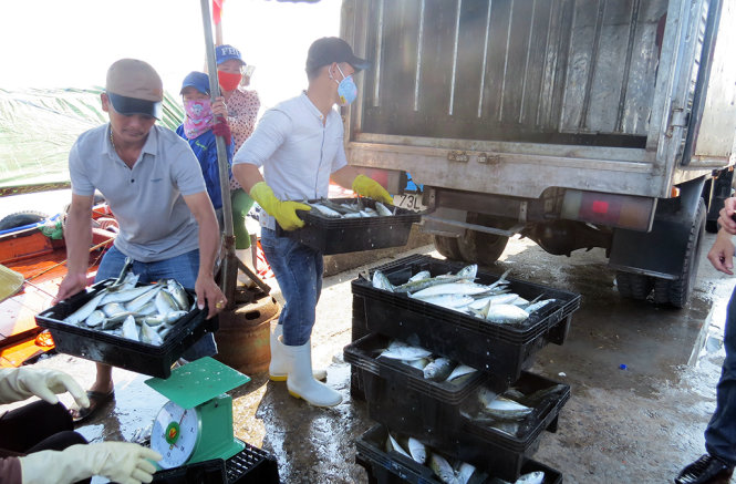 Cá của ngư dân Quảng Bình được thu mua tại cảng cá sông Gianh