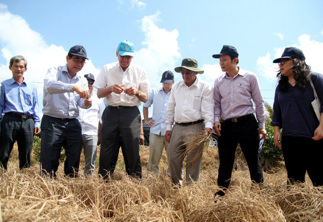 Đoàn công tác khảo sát một cánh đồng lúa khô cháy, thiệt hại 100% tại xã Bảo Thuận, huyện Ba Tri - Ảnh: Mậu Trường