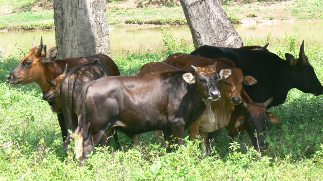 Bò lai F1 một tuổi rưỡi có trọng lượng lớn hơn nhiều so với bò nhà tại khu vực nghiên cứu vườn quốc gia Phước Bình, tỉnh Ninh Thuận - Ảnh: X.Thám