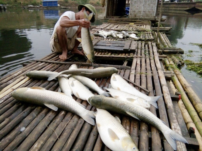 Cá lồng đến kỳ thu hoạch của người dân xã Thành Vinh, huyện Thạch Thành (Thanh Hóa) đã bị chết hết - Ảnh: Hà Đồng.