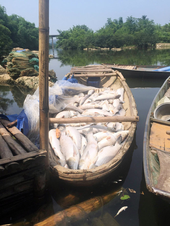 Cá chết trắng trên sông Bưởi ở huyện Thạch Thành (Thanh Hóa), người dân nuôi cá lồng bỗng chốc trắng tay - Ảnh: Hà Đồng.