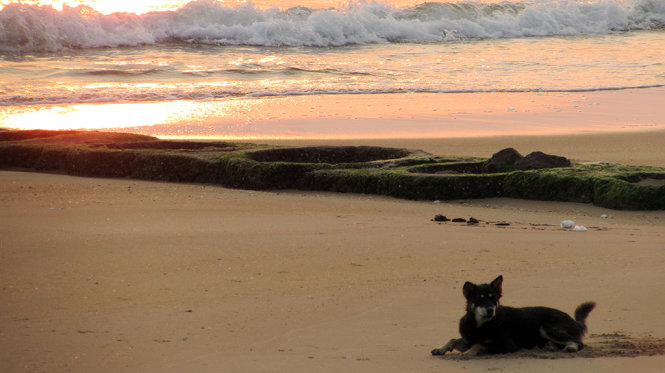 Chú chó này sau một hồi lâu đùa nghịch, đã “chọn cách” nằm yên trên bãi cát dài tận hưởng sự yên bình vào sớm mai - Ảnh: N.H.Thanh