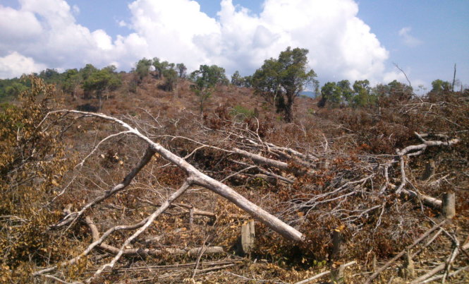 Hiện trường vụ phá rừng - Ảnh: An Nguyên