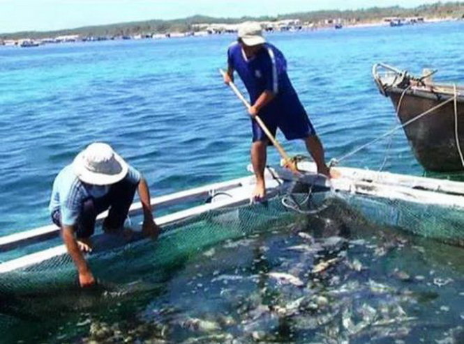 Cá chết tại huyện đảo Phú Quý vào ngày 9-5 - Ảnh: CTV
