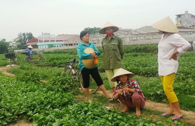 Sau vụ “dùng chổi quét rau” phát trên VTV3, rau xanh của bà con nông dân xã Vĩnh Thành, huyện Vĩnh Lộc (Thanh Hóa) khó tiêu thụ - Ảnh: Hà Đồng