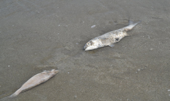 Các loại cá biển chết chủ yếu là cá lù đù - Ảnh: Văn Nguyễn