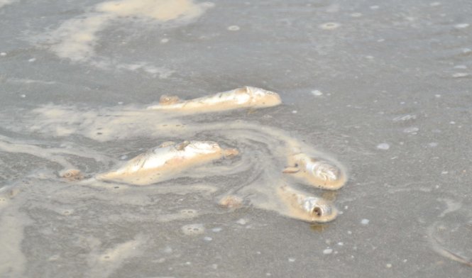 Cá biển chết rải rác dạt vào bờ biển xã Diễn Thành, huyện Diễn Châu, Nghệ An - Ảnh: Văn Nguyễn