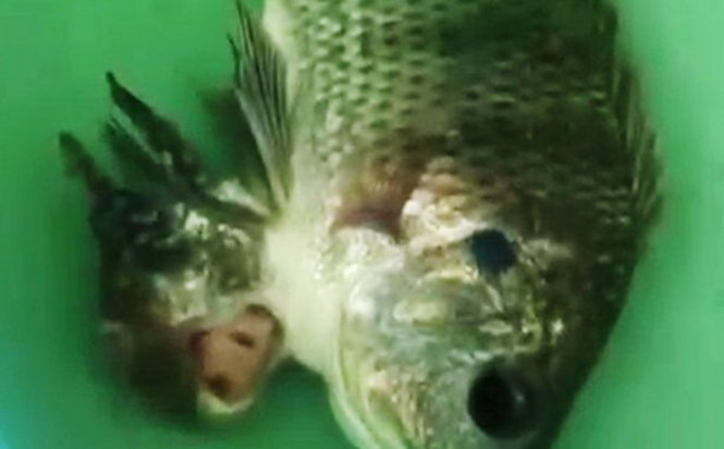 Hai con cá dính liền nhau nhưng một con to lớn còn một con bé xíu - Ảnh chụp từ video clip